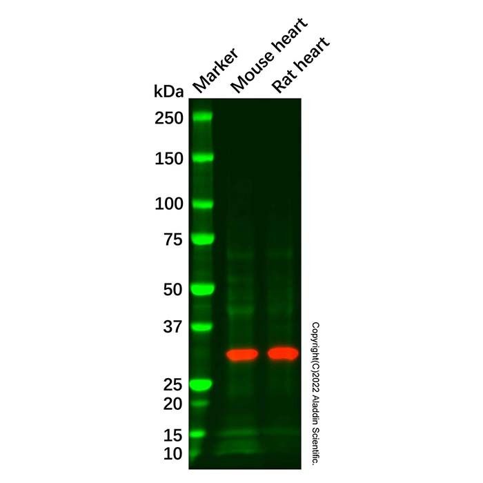 Apolipoprotein O like Antibody