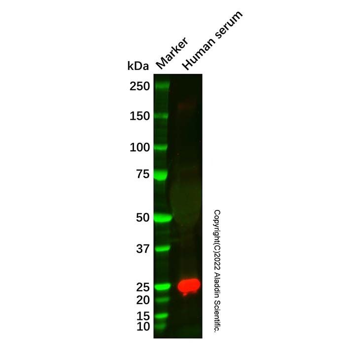 Recombinant ApoM Antibody