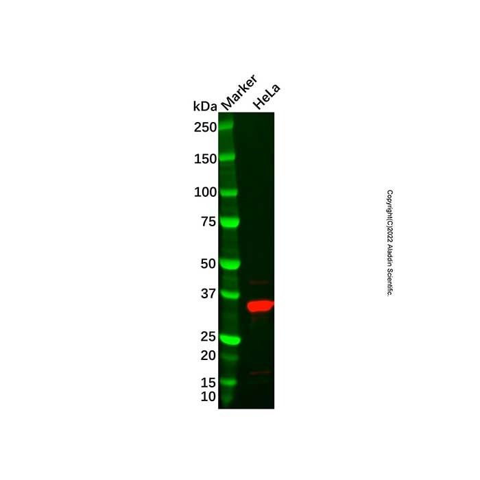 Recombinant APRIL/TNFSF13 Antibody