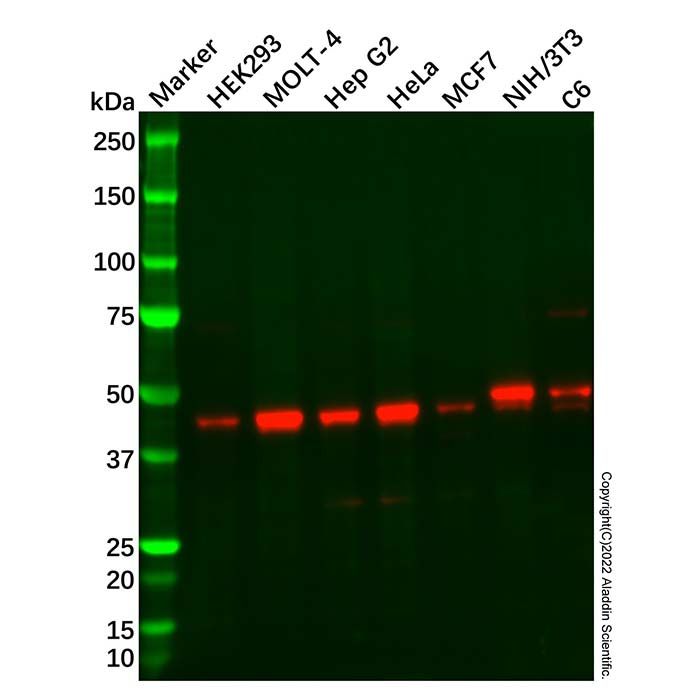 ARFGAP1 Antibody