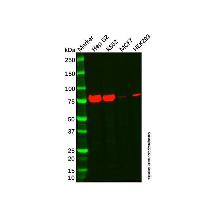 ARID3A Antibody