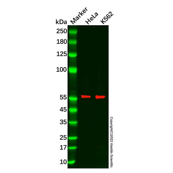 ARIH2/TRIAD1 Antibody
