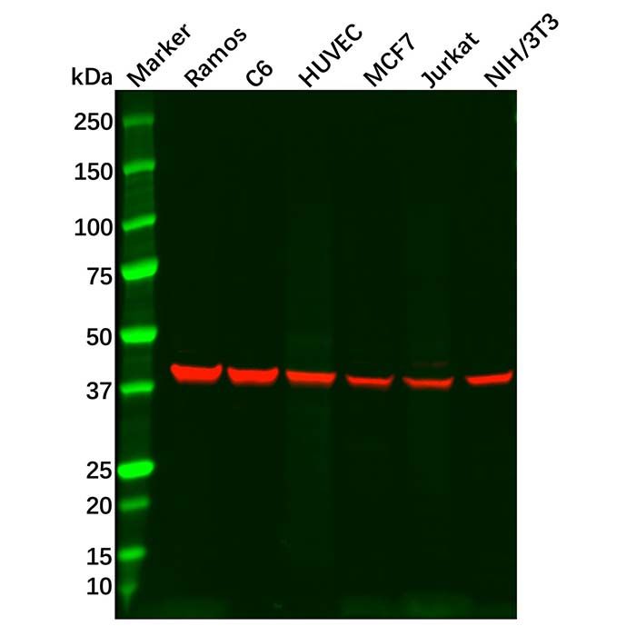 Recombinant Arp2 Antibody