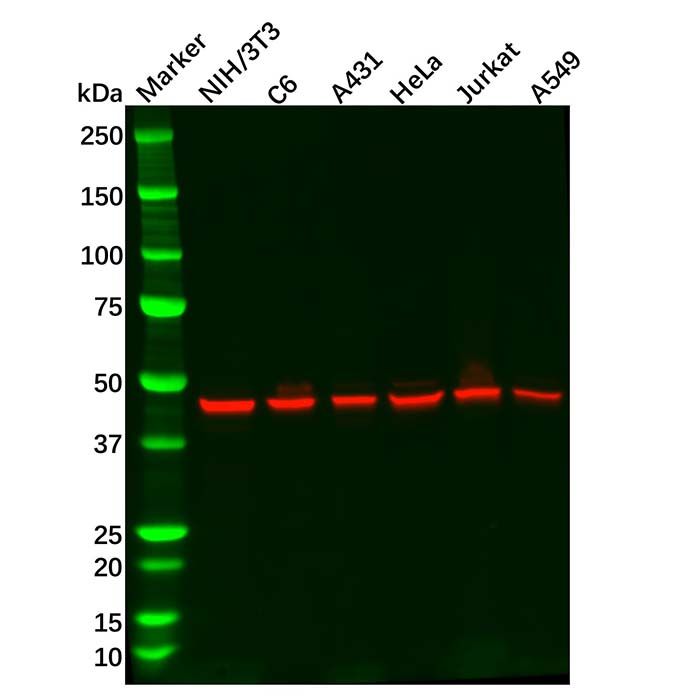 Recombinant Arp3 Antibody