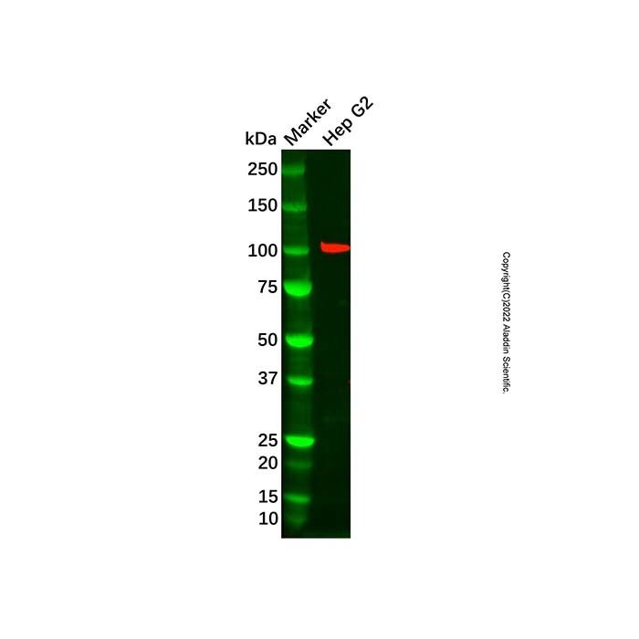 Recombinant Aryl Hydrocarbon Receptor Antibody