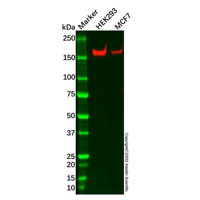 Recombinant AS160 Antibody