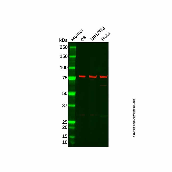 Recombinant ASH2L Antibody