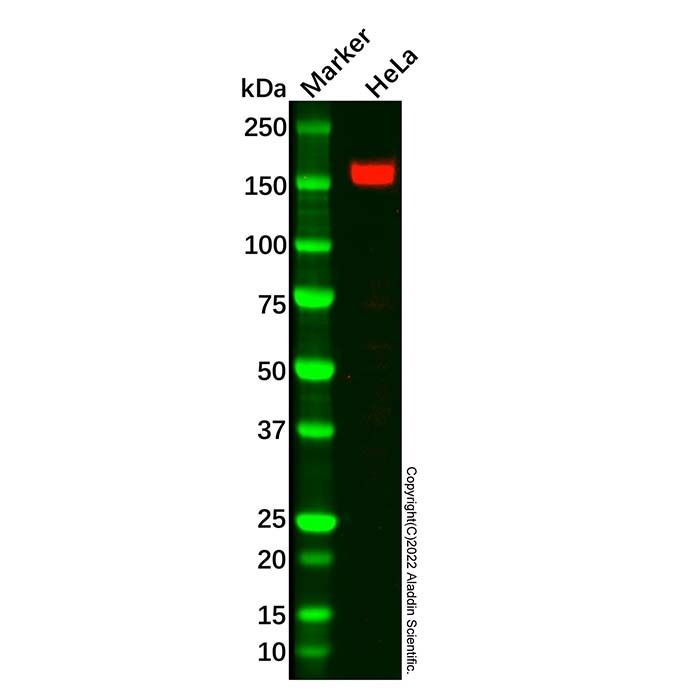 ASK1 Antibody