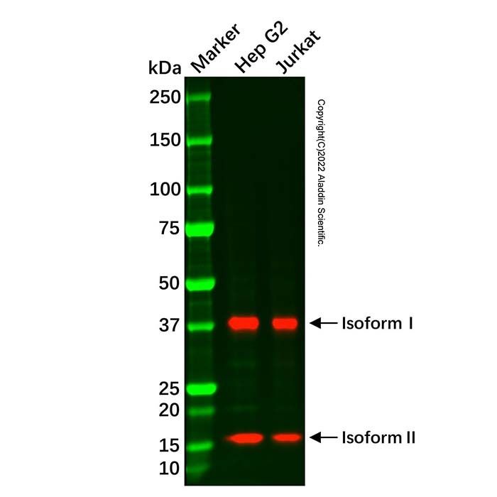ASRGL1 Mouse mAb