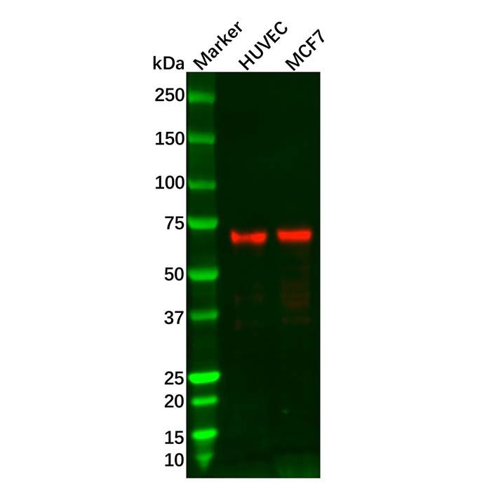Recombinant ATF2 Antibody