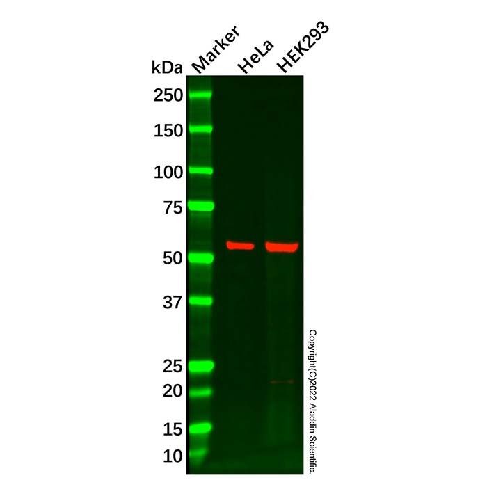 ATF-4 Antibody
