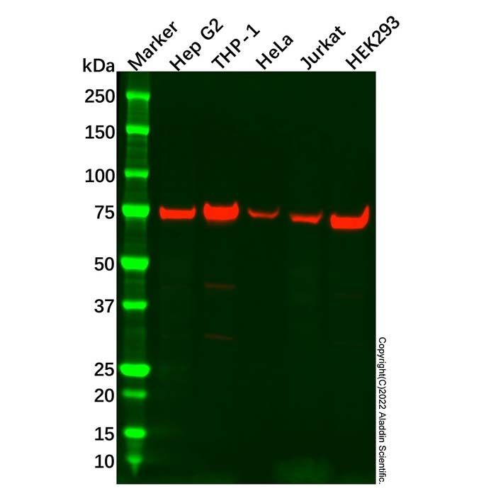 ATG7 Antibody