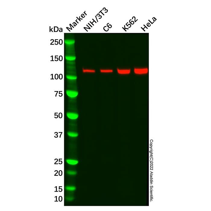 Recombinant ATP citrate lyase Antibody