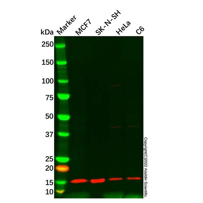 ATP6J/ATP6V1G1 Antibody
