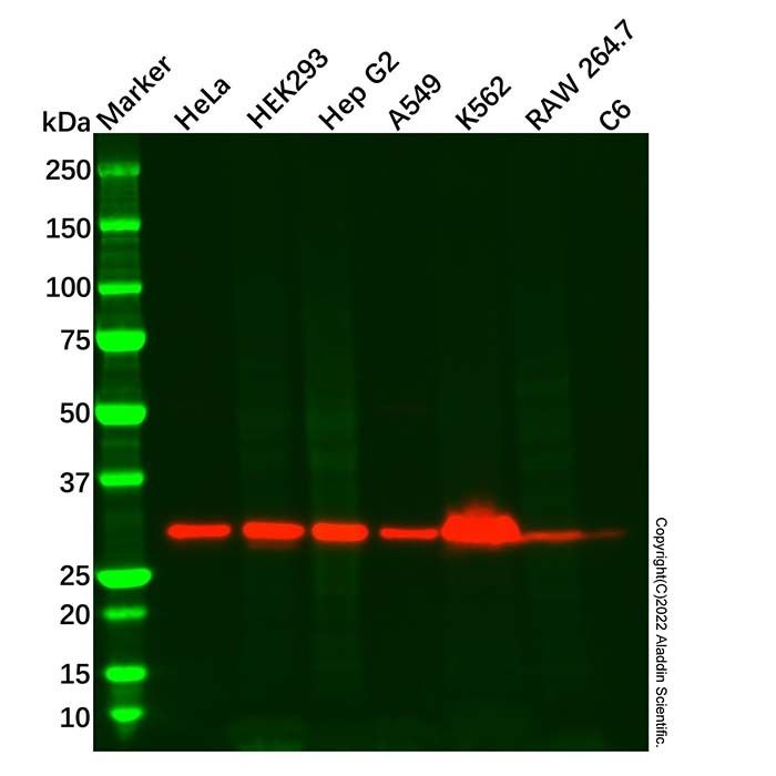 ATP6V1E1 Antibody