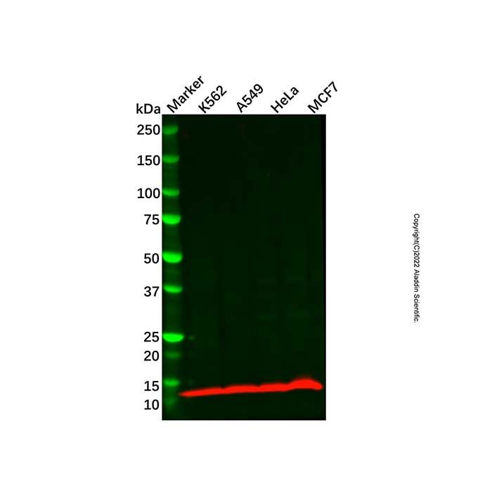ATP6V1F Antibody