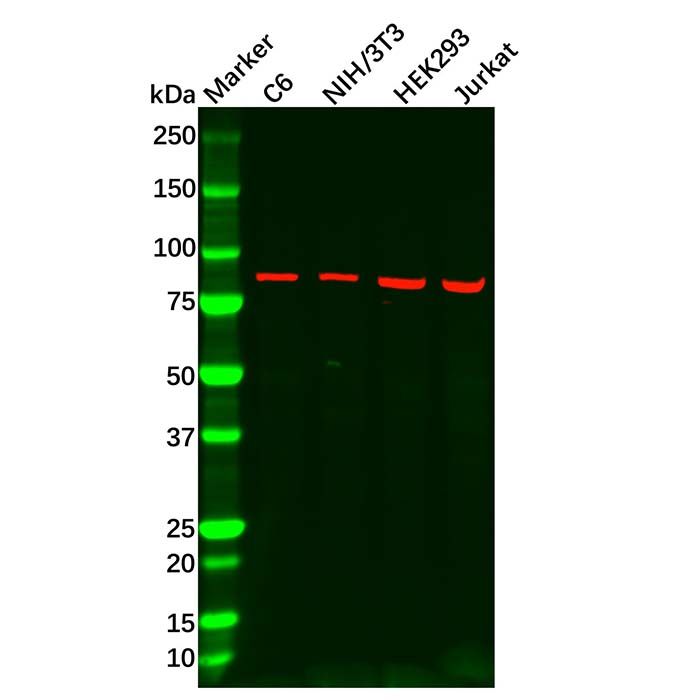Recombinant Axin 2 Antibody
