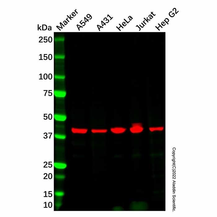 BAAT Antibody
