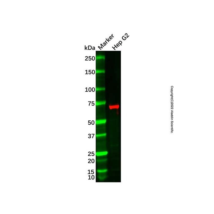 BACE1 Mouse mAb
