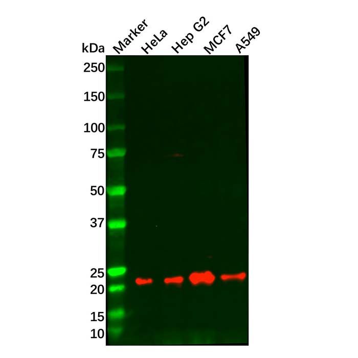 Recombinant Bad Antibody