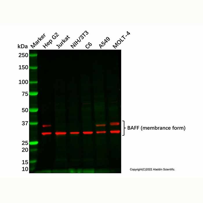 BAFF Antibody
