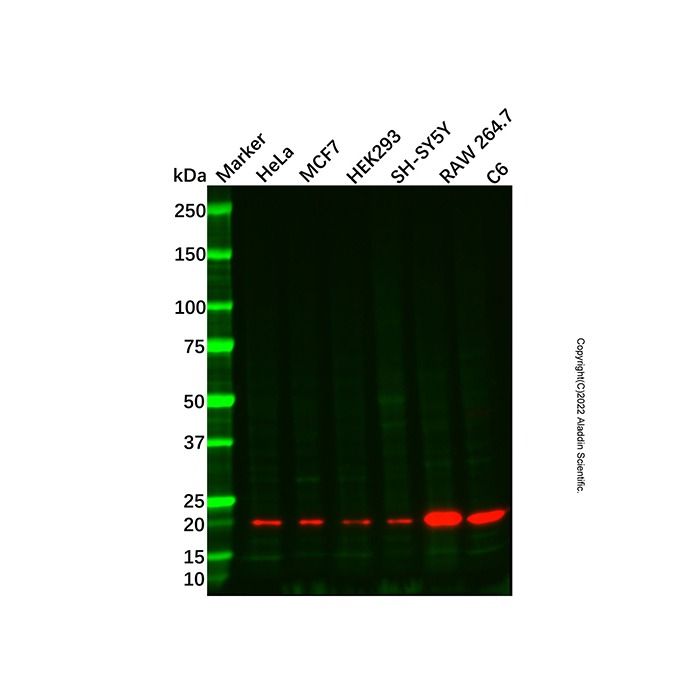 Recombinant Bax Antibody