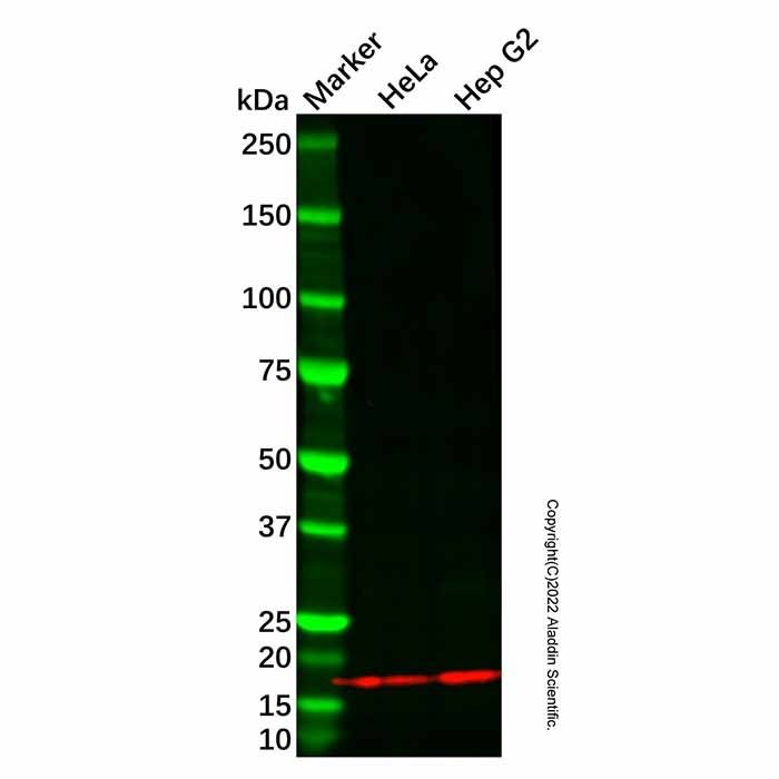 BCA1/CXCL13 Antibody