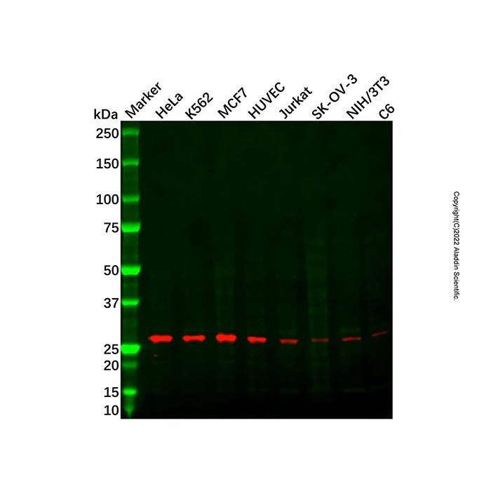 BCAS2 Antibody