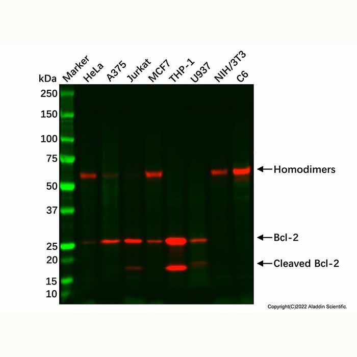 Recombinant Bcl-2 Antibody