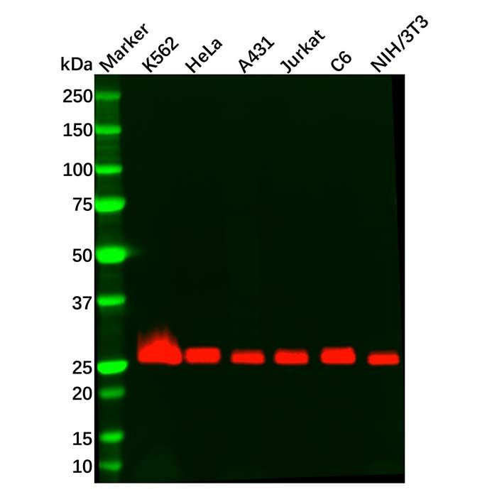 Recombinant Bcl-XL Antibody