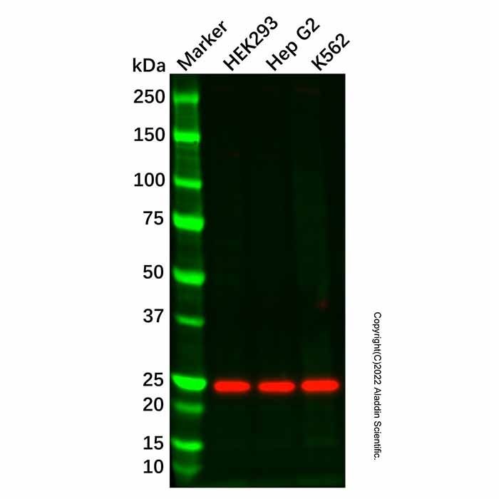 BCMA Antibody