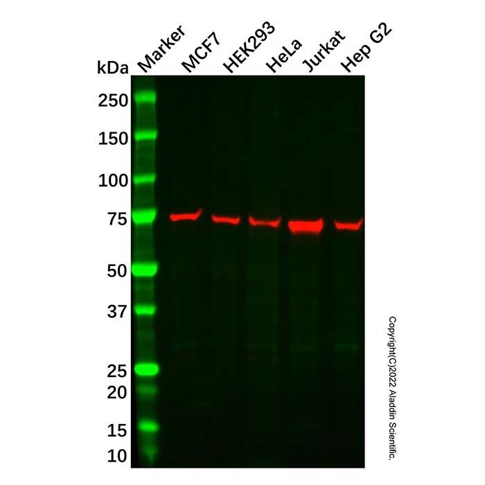 Recombinant BCRP/ABCG2 Antibody