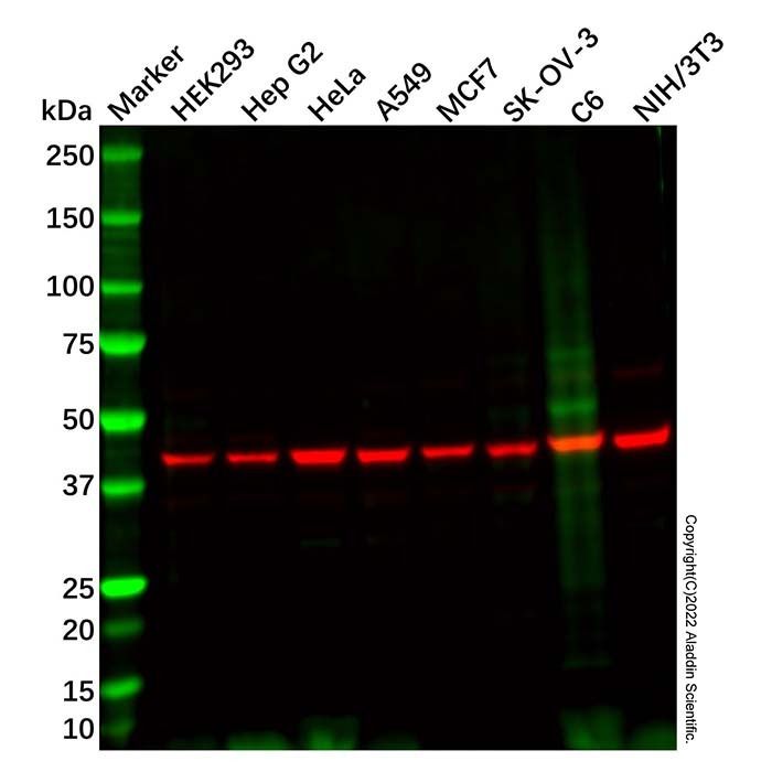 BCS1L Antibody