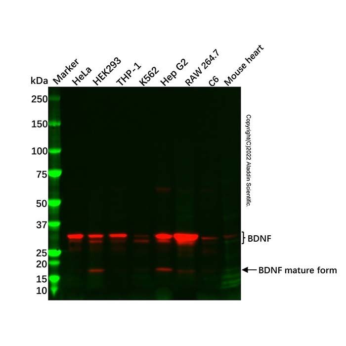 BDNF Antibody