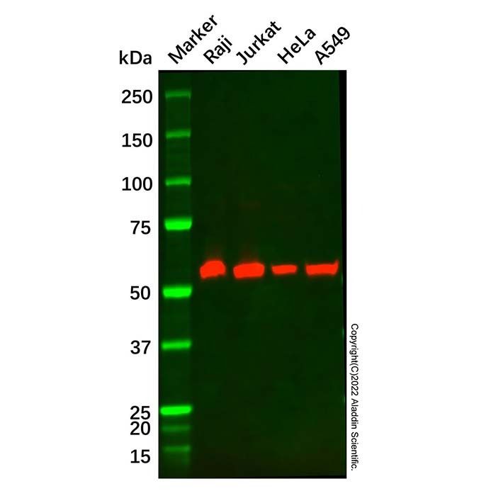 BECN1 Mouse mAb
