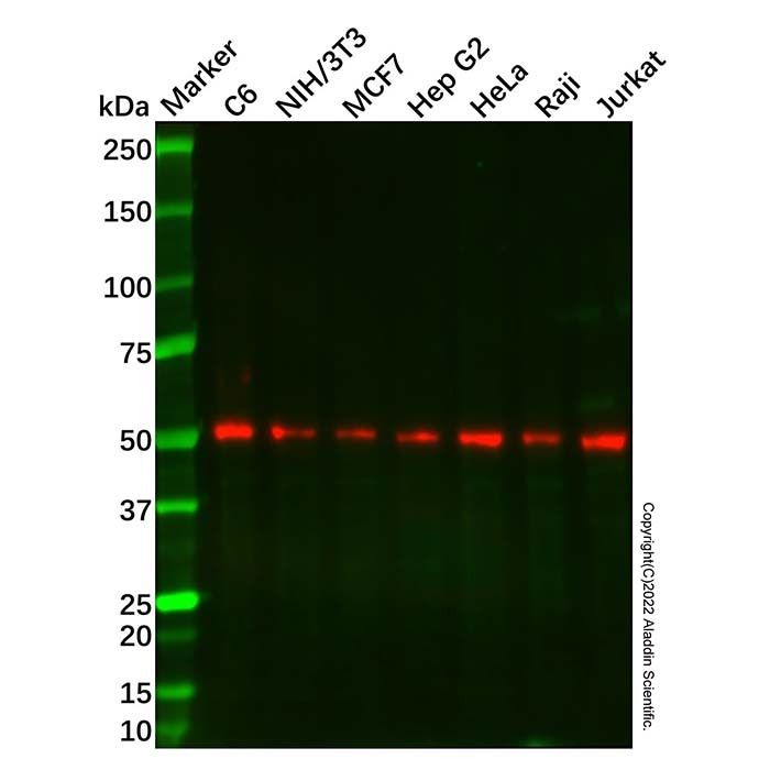 Recombinant Beclin 1 Antibody
