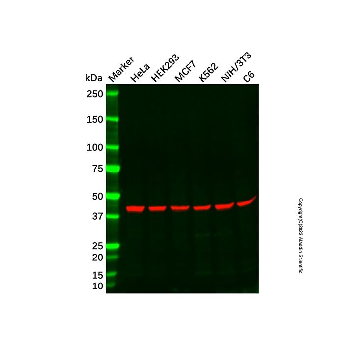 Recombinant beta Actin Antibody