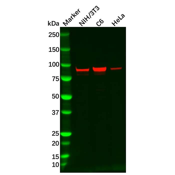 Recombinant beta Catenin Antibody