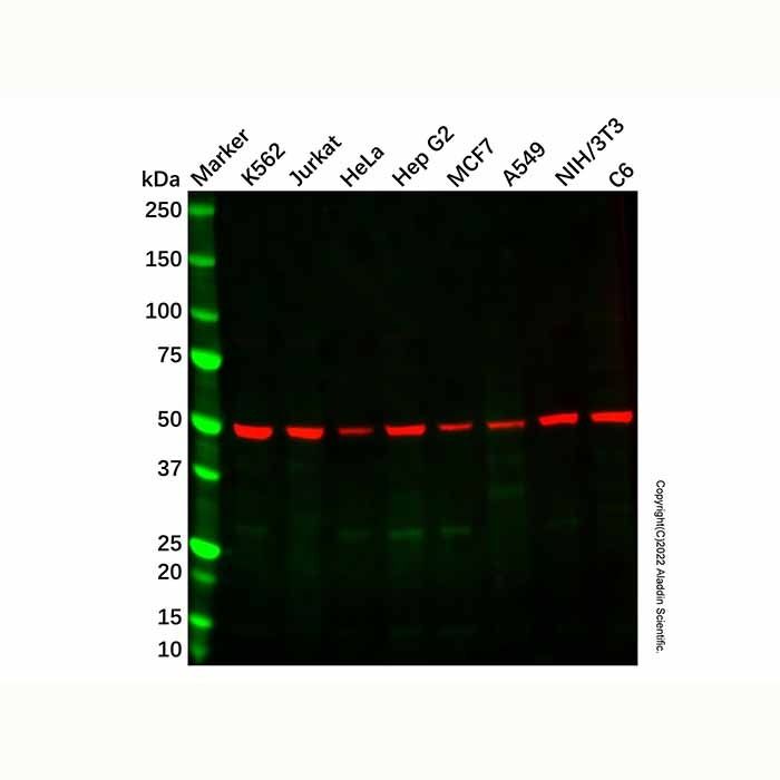 Recombinant beta I Tubulin Antibody