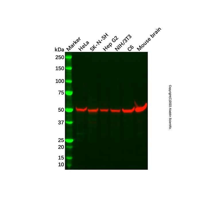 beta III Tubulin Mouse mAb