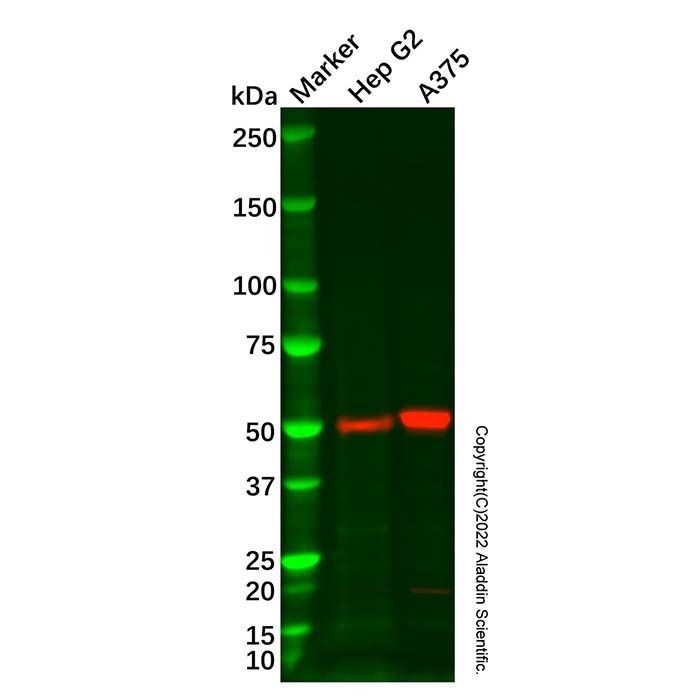 Recombinant beta III Tubulin Antibody