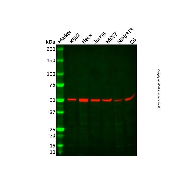 Recombinant beta IV Tubulin Antibody