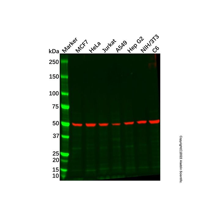 Recombinant beta Tubulin Antibody