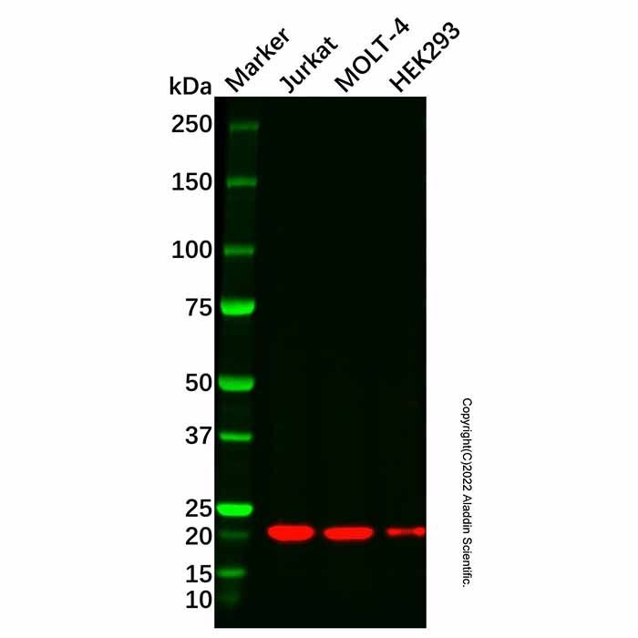 Recombinant Bid Antibody