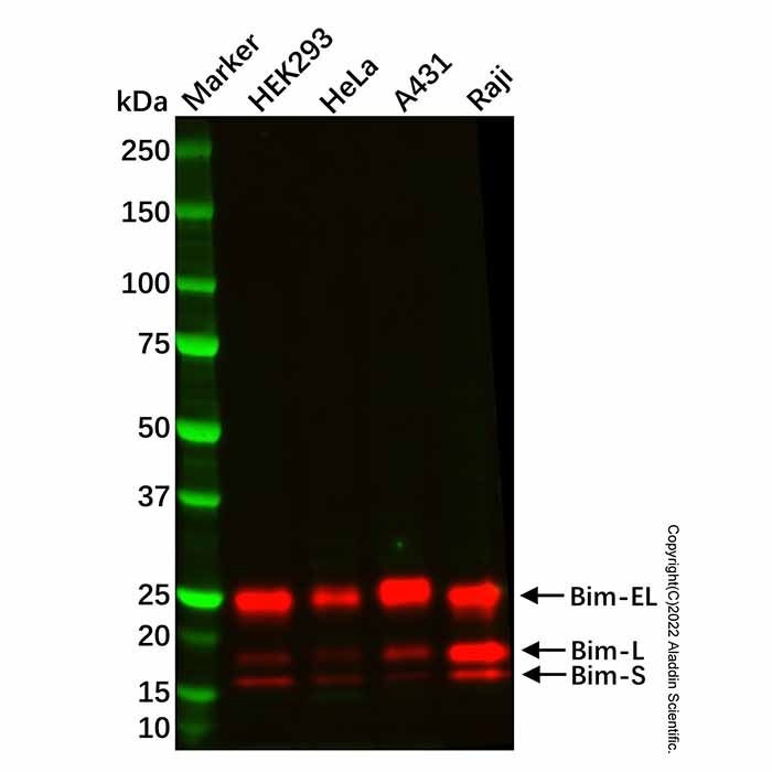 Recombinant Bim Antibody