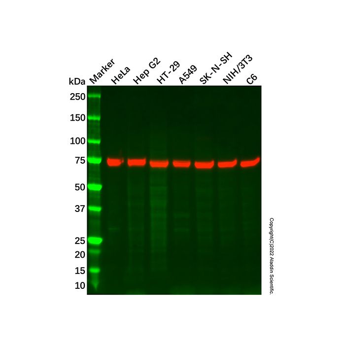 Recombinant BMAL1 Antibody