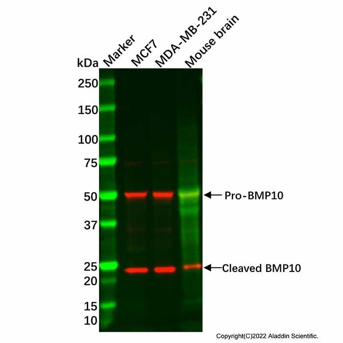 BMP10 Antibody