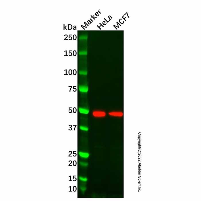 BMP3 Antibody