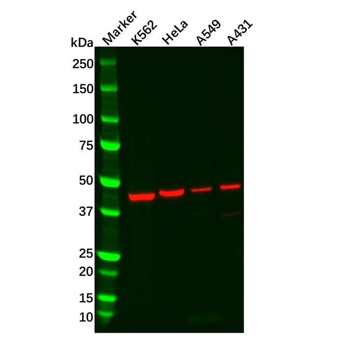 Recombinant BMP4 Antibody