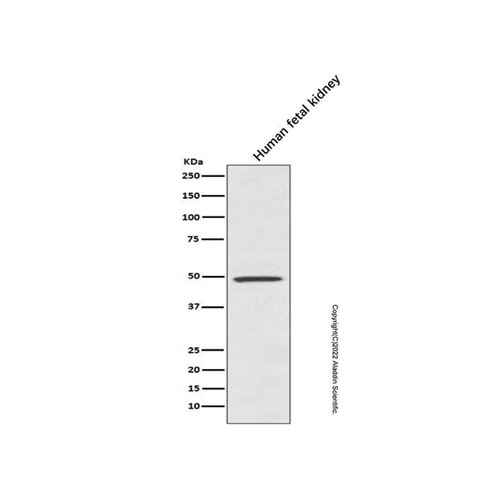 Recombinant BMP7 Antibody